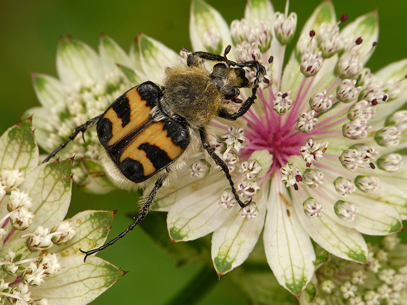 Cetoniidae: Trichius fasciatus